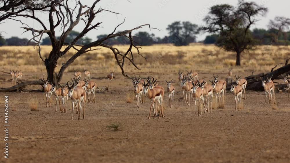 a Large herd of springbok walking towards a waterhole a Large herd of springbok walking towards a waterhole