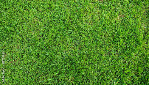 Green grass background texture. top view.