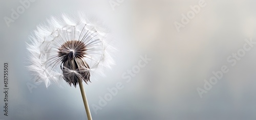 Condolence  grieving card  loss  funerals  support.  Beautiful elegant dandelion on a neutral background for sending words of support and comfort. 