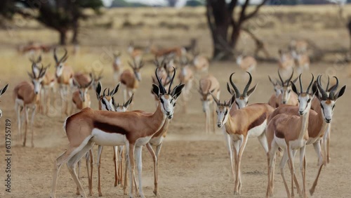a Large herd of springbok arriving at a waterhole