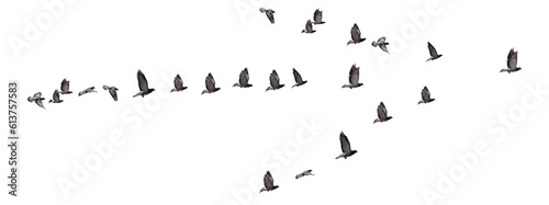 flying birds arrow formation of pigeons many  isolated for backgound
