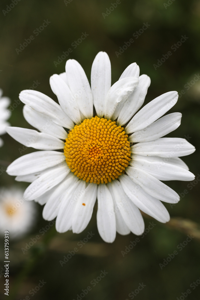 Oxeye daisy flower Oxeye daisy flower