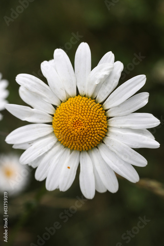 Oxeye daisy flower