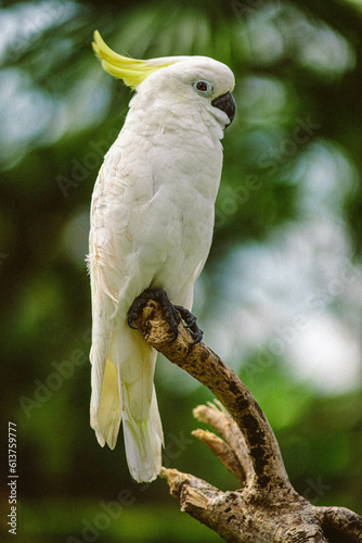 Portrait of white parrot bird