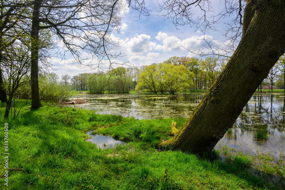 Photo of a large pond in the forest between the trees with blue sky and white clouds.