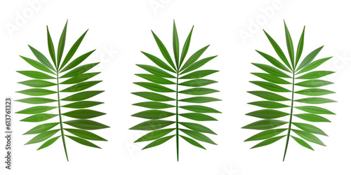 Green palm leafs set as exotic beach party decoration elements. Realistic floral boho branch collection. Summer tropical plant set. Vector tree foliage