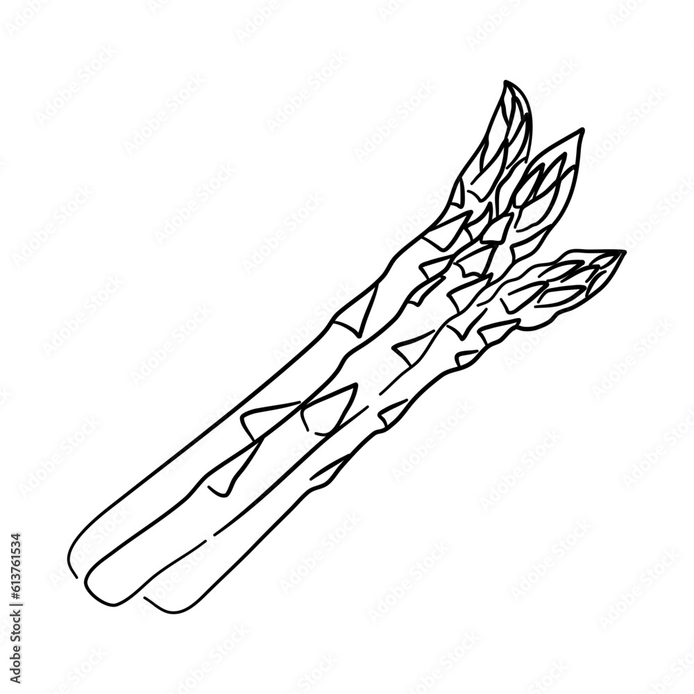 Fototapeta premium Asparagus doodle icon. Hand drawn black sketch. Vector Illustration.