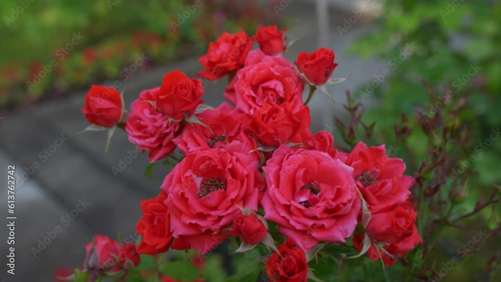 red roses flowers