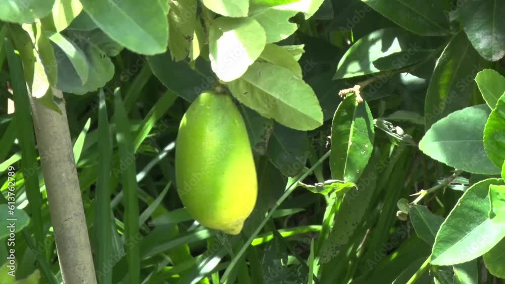 green lemon fruit in agriculture garden green lemon fruit in agriculture garden