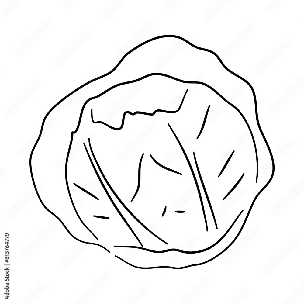 Hand-drawn black sketch of cabbage in a doodle icon. Vector illustration.