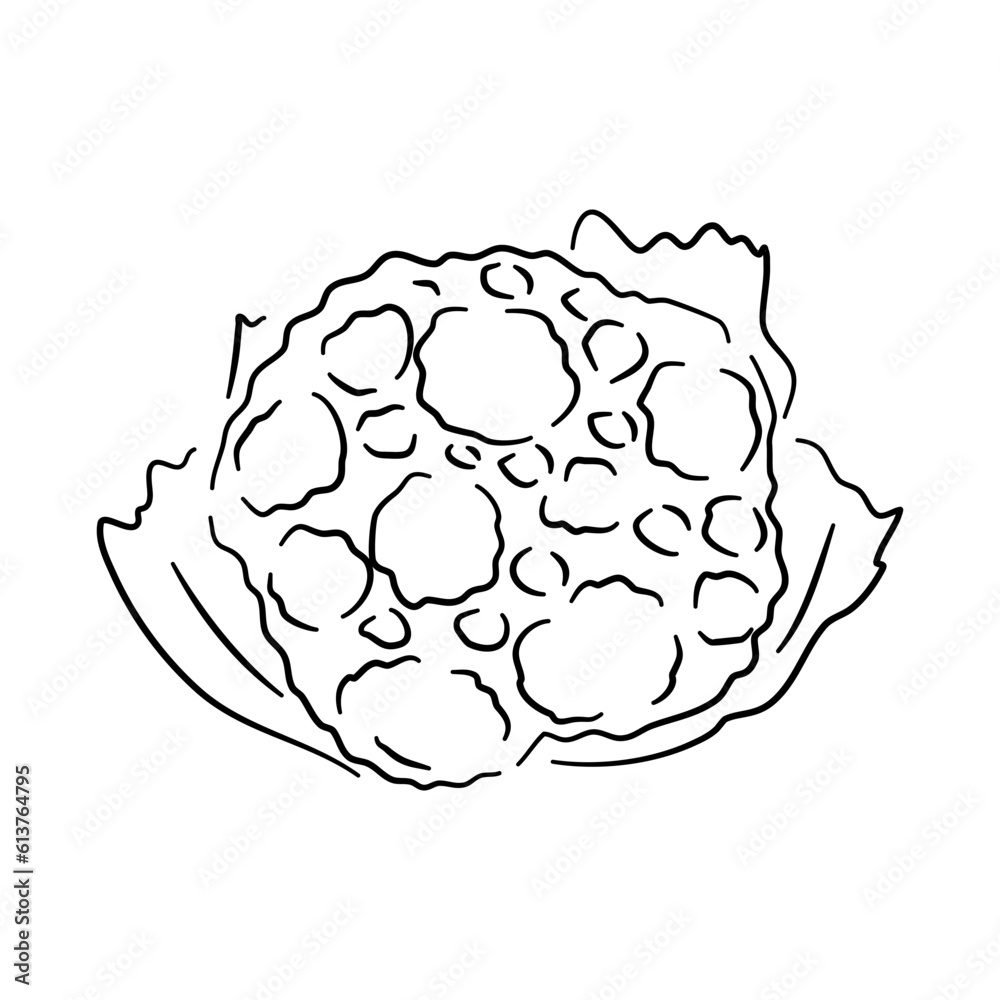 Hand-drawn black sketch of a cauliflower in a doodle icon. Vector illustration. Hand-drawn black sketch of a cauliflower in a doodle icon. Vector illustration.