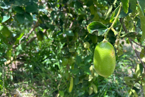 green lemon fruit in agriculture garden