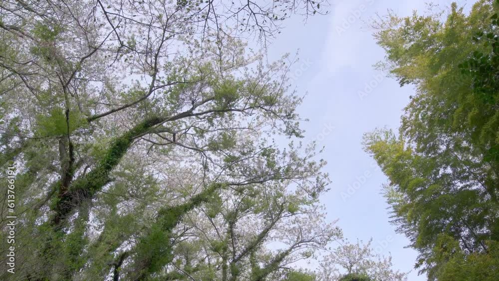 風で揺れる林の木々
