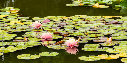 Seerosen auf einem Teich photo