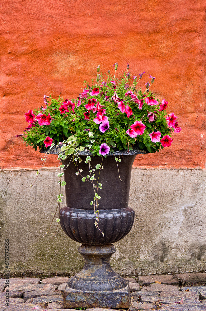 Flowers In A Flower Pot