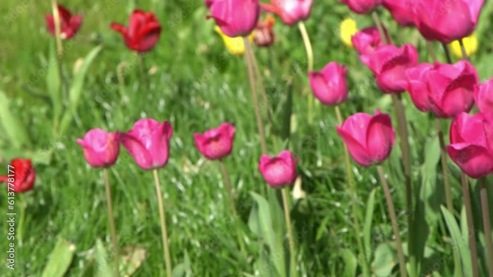 Pink tulips bloom in spring. Blur bokeh. Tulip flower nature. Floral background. Botanical garden. Flowering buds. Blooming mood. Beautiful aesthetic petal plant. The swaying of the wind. Sunny day. Pink tulips bloom in spring. Blur bokeh. Tulip flower nature. Floral background. Botanical garden. Flowering buds. Blooming mood. Beautiful aesthetic petal plant. The swaying of the wind. Sunny day.
