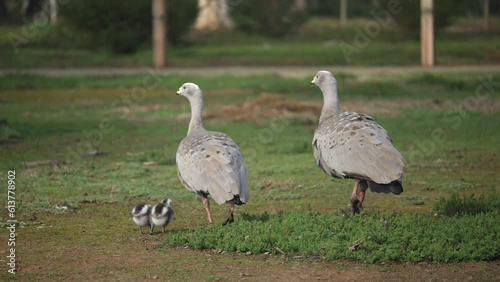 Pair Of Cape Barren Geese With Two Chicks Walking SLOW MOTION photo