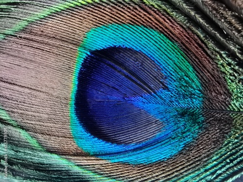 Vibrant Splendor: A Close-Up of the Peacock Feather