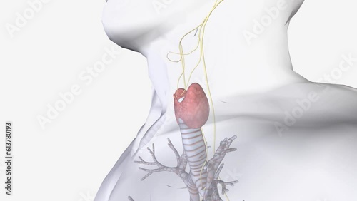 The parasympathetic division of the autonomic nervous system is the primary innervation of the thyroid gland, via the vagus nerve photo
