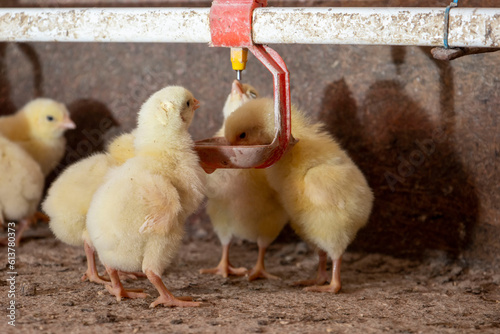 Fotografie Yellow chicks drink water from a drinker