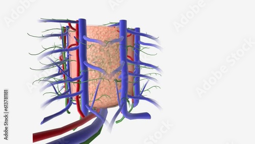 Primary Biliary Cholangitis Cirrhosis Intrahepatic bile ducts photo