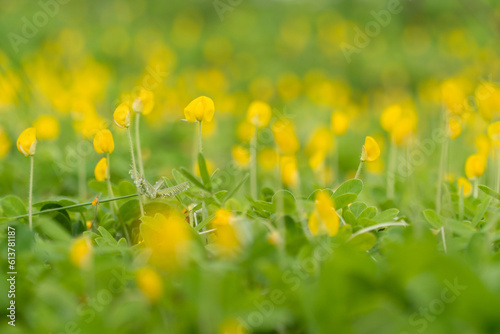 The bright yellow peanut flowers bloom on the bright green foliage, in the sunshine. Nature trees and beautiful flowers. Your cover photo and ideas. © Story