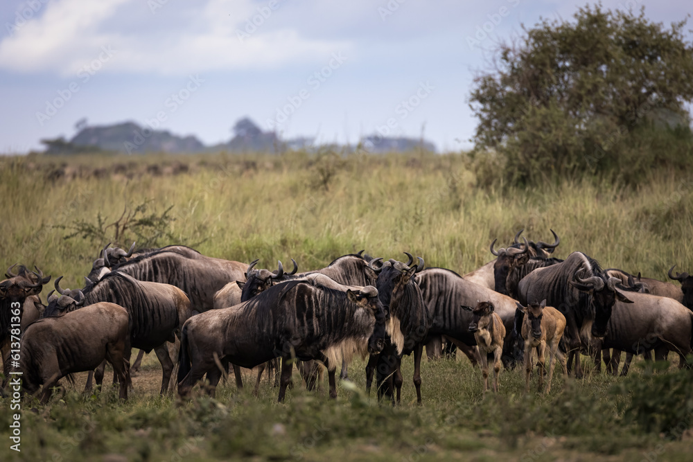 A herd of wild wildebeest, gnus, in the savannah in the Serengeti National Park, Tanzania, Africa
A herd of wild wildebeest, gnus, in the savannah in the Serengeti National Park, Tanzania, Africa
