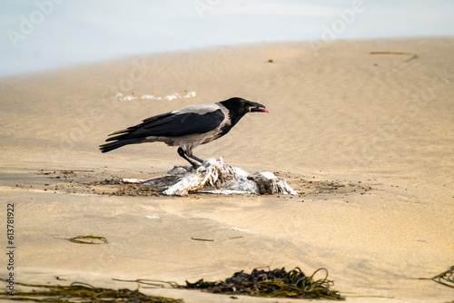 Crow eating a seagull on a sandy beach in Ireland photo