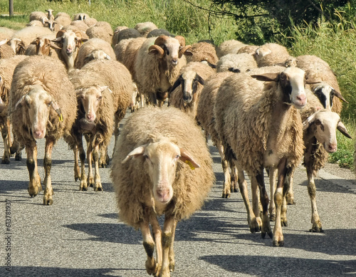 sheeps shepp folk front view photo