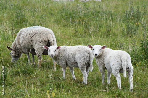 Schaf mit zwei kleinen Lämmern auf einer grünen Wiese, Halbinsel Strelasund, Stralsund, Ostsee photo