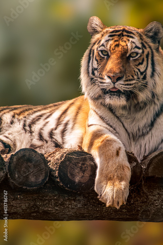 Siberian or Amur tiger with black stripes laying on wooden deck. Close view with sunny blurred background. Wild big cat