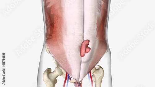 A ventral or incisional hernia specifically describes a hernia, often in the middle of the abdomen