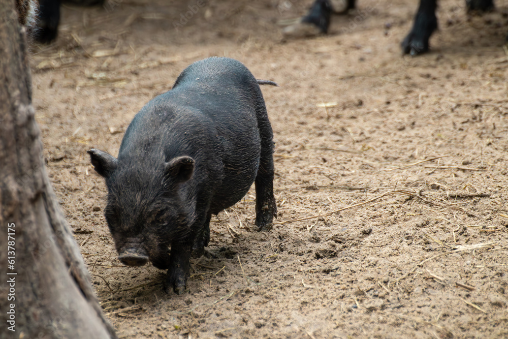 Little cute black baby pig playing in farm dirt. Adorable piglet close-up Little cute black baby pig playing in farm dirt. Adorable piglet close-up