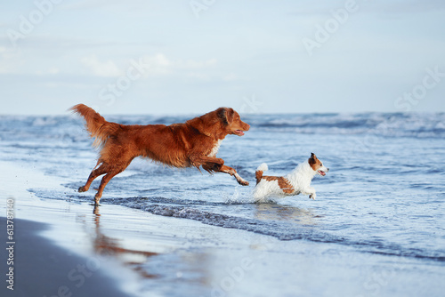 two active dogs run along the beach on the water. Nova Scotia Retriever and Jack Russell Terrier photo