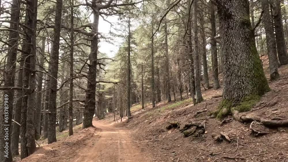 Beautiful green forest on a sunny day. The country road through the forest.
Natural green woods with a walking path and hiking trail. National Park Tazekka, Morocco. Beautiful green forest on a sunny day. The country road through the forest.
Natural green woods with a walking path and hiking trail. National Park Tazekka, Morocco.