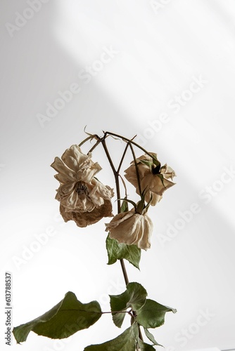 dried roses
