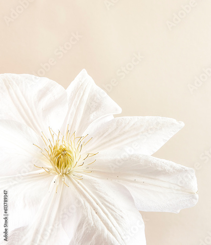 white flower on a white background