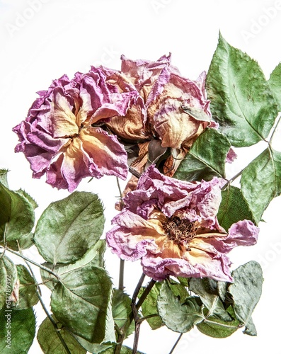 set of flowers dried
