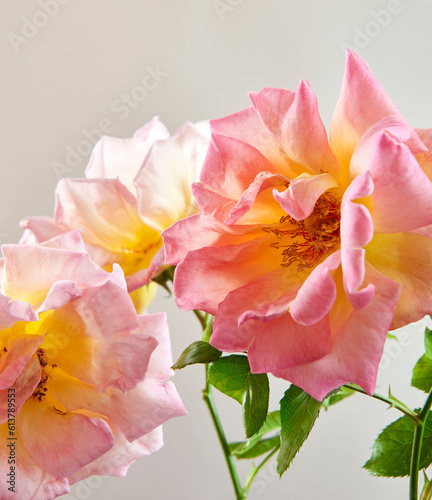pink and white roses
