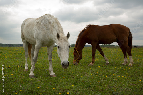 gray and brown hoarses graze on green summer meadow full body photo