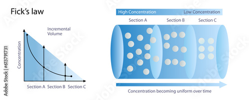 Adolf Fick's laws of diffusion process vector illustration. Movement of molecules. change in volume. Higher to lower concentration levels. General physics study images for students and teachers.