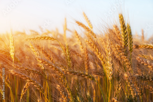 Young wheat grows in the field. During ripening  the color of wheat changes from green to orange-yellow.