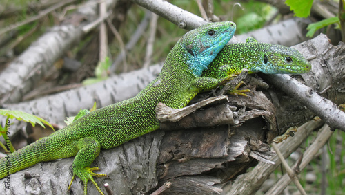 Breeding behaviour of Green Lizard Lacerta a male protecting gravid female