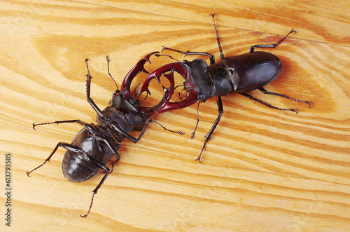 Two male stag beetles (Lucanus cervus) fight on wood texture background.