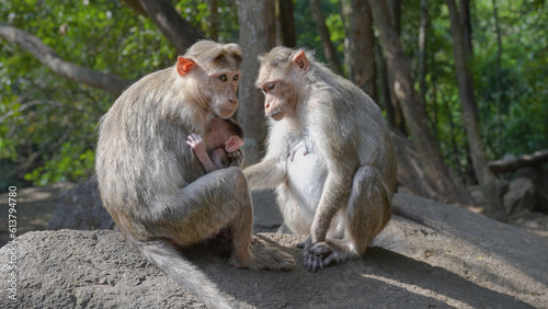 two adult monkeys and a baby monkey sitting on a rock taking care of each other