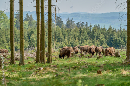 wild living European wood Bison, also Wisent or Bison Bonasus, is a large land mammal and was almost extinct in Europe, but now reintroduced to the Roothaarsteig mountains in Sauerland Germany and roa photo