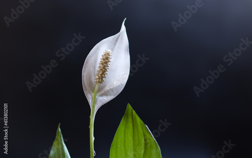Spathiflora blooming on the black background. (Spathiphyllum)