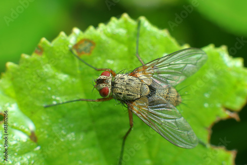 insect fly on a leaf backwards