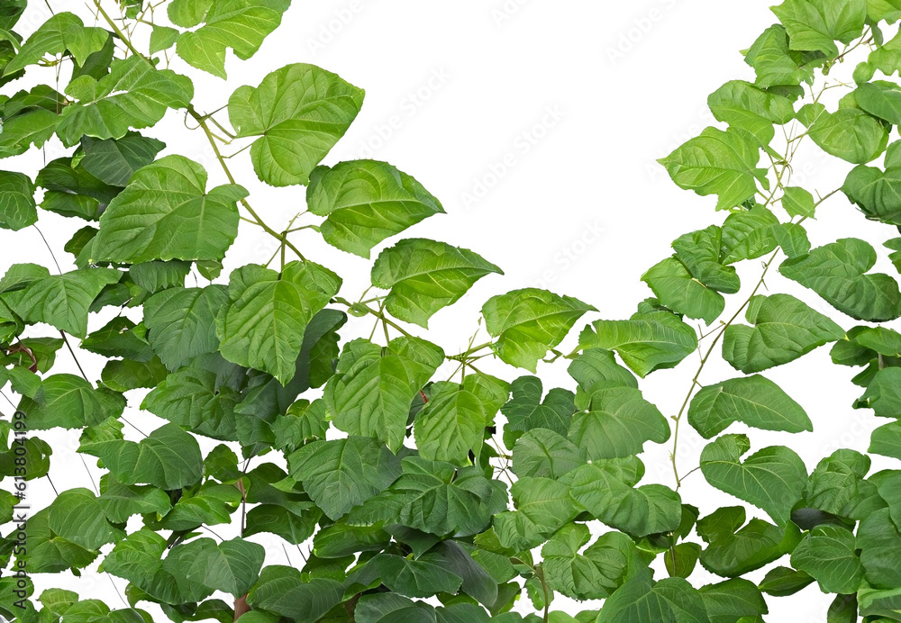 Hanging jungle vine plant bush of Bush . .isolated on transparent