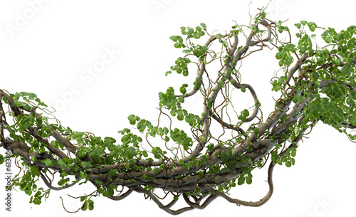 Fotografiet Twisted wild liana jungle vines plant growing on tree branch